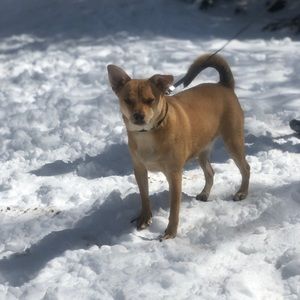 Meet your Posher, Adam